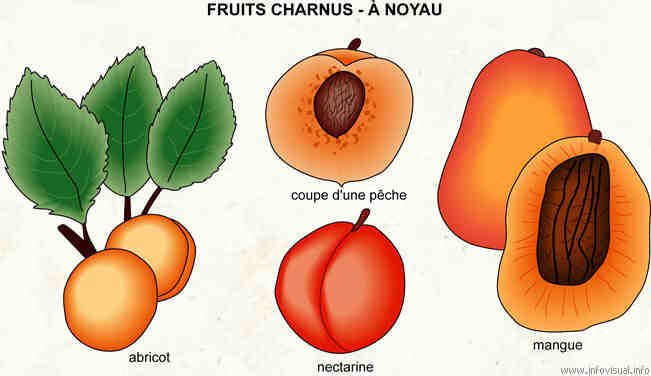 Qu'est-ce qu'un fruit complexe?