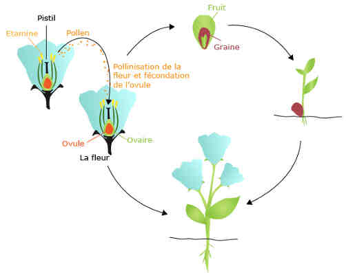 Comment se déroule la vie d'une plante à fleurs?